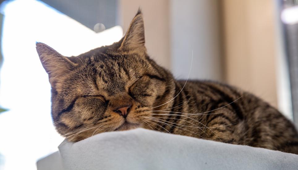 Im Katzenhaus ist jedes Büssi willkommen.