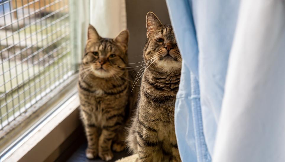 Im Katzenhaus ist jedes Büssi willkommen.