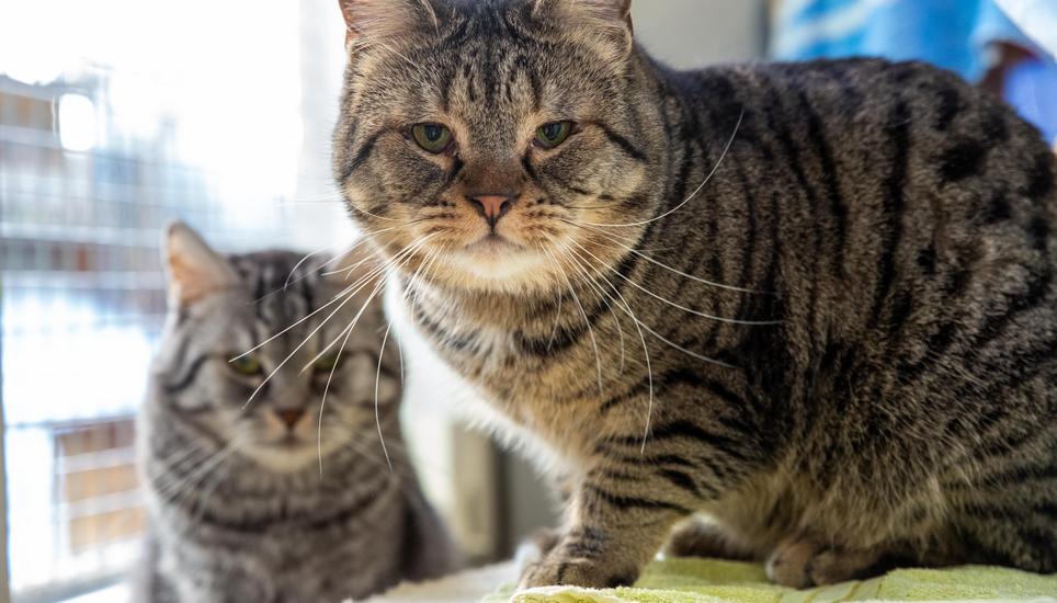 Im Katzenhaus ist jedes Büssi willkommen.