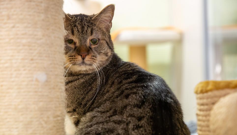 Im Katzenhaus ist jedes Büssi willkommen.