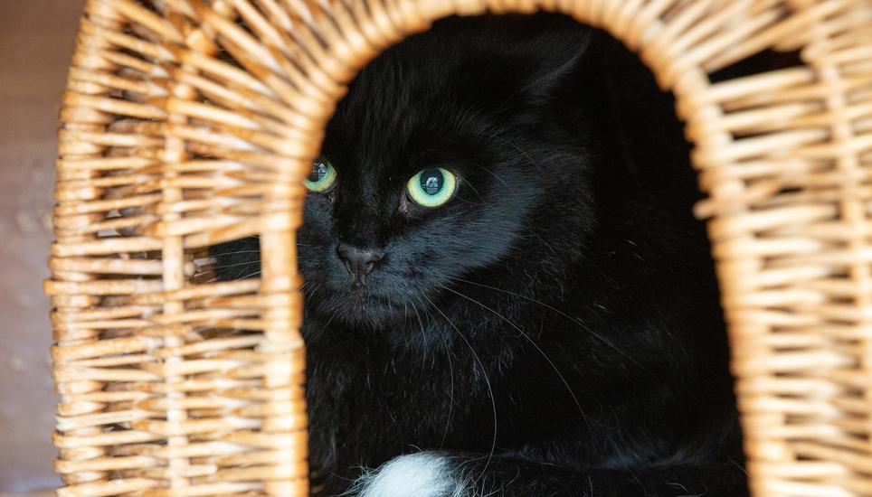 Im Katzenhaus ist jedes Büssi willkommen.