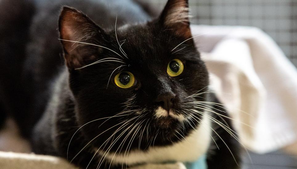 Im Katzenhaus ist jedes Büssi willkommen.