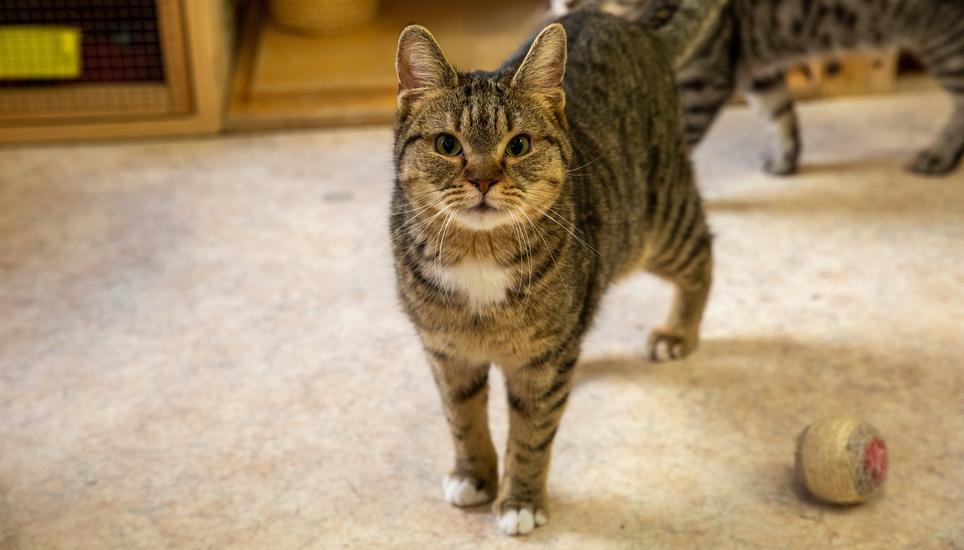 Im Katzenhaus ist jedes Büssi willkommen.