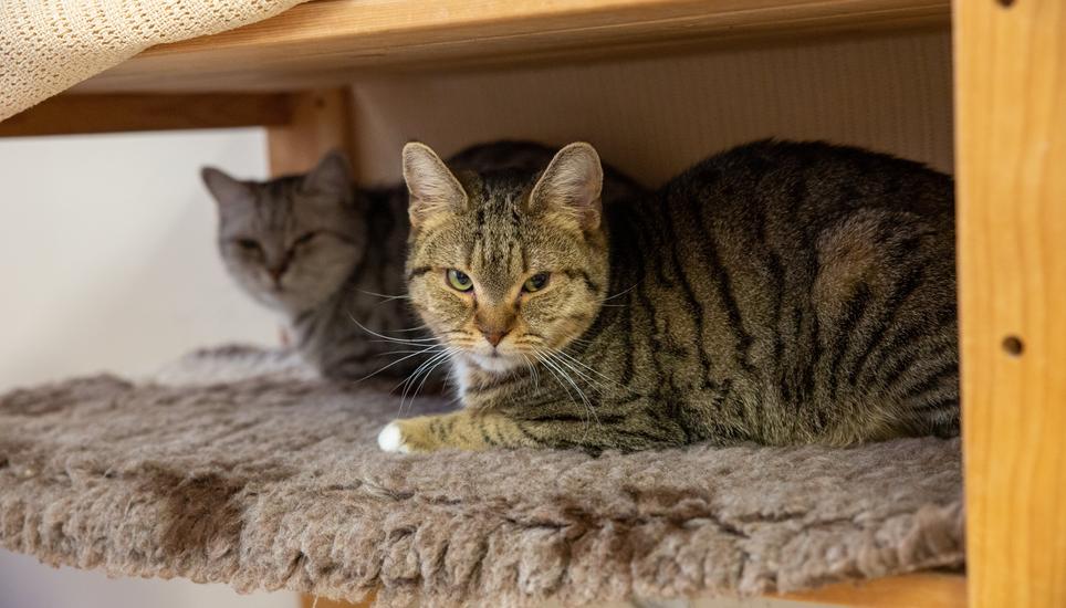 Im Katzenhaus ist jedes Büssi willkommen.