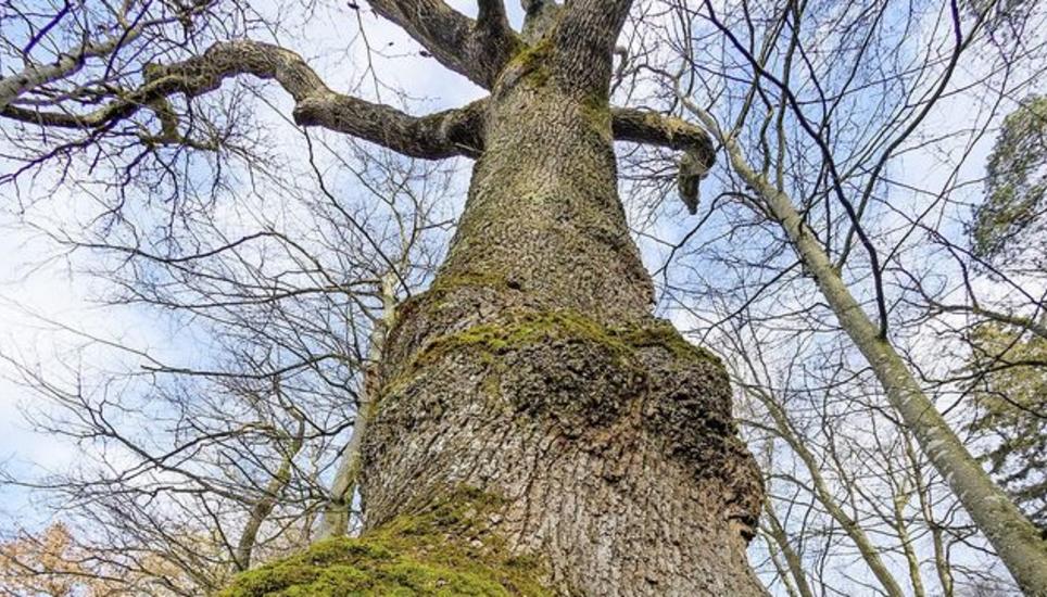 Eine nicht mehr ganz gesunde Eiche, die als Biotopbaum im Buchthalerwald für Insekten, Käfer, Vögel und Fledermäuse möglichst lange stehen gelassen wird. Bilder: Michael Kessler