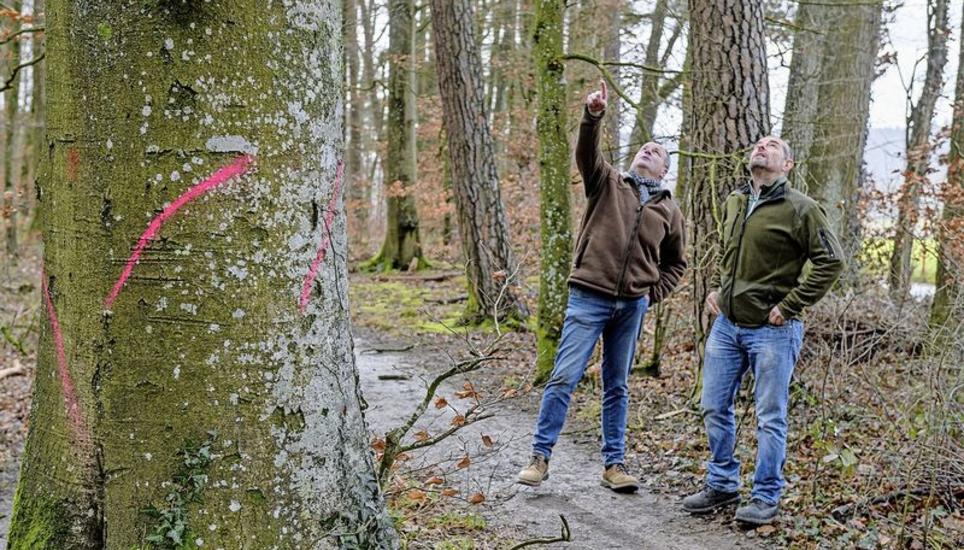 André Moritz (l.) und Peter Eggli von Grün Schaffhausen begutachten die Krone einer kranken Buche in Buchthalen, die zur Fällung pink markiert ist.
