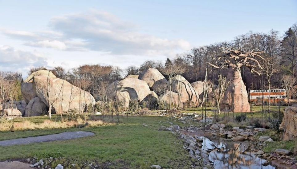 120 Eichenkronen aus Beggingen, Merishausen und Schleitheim verleihen der neuen Savannenlandschaft im Zoo Zürich Charakter. BILD ZVG