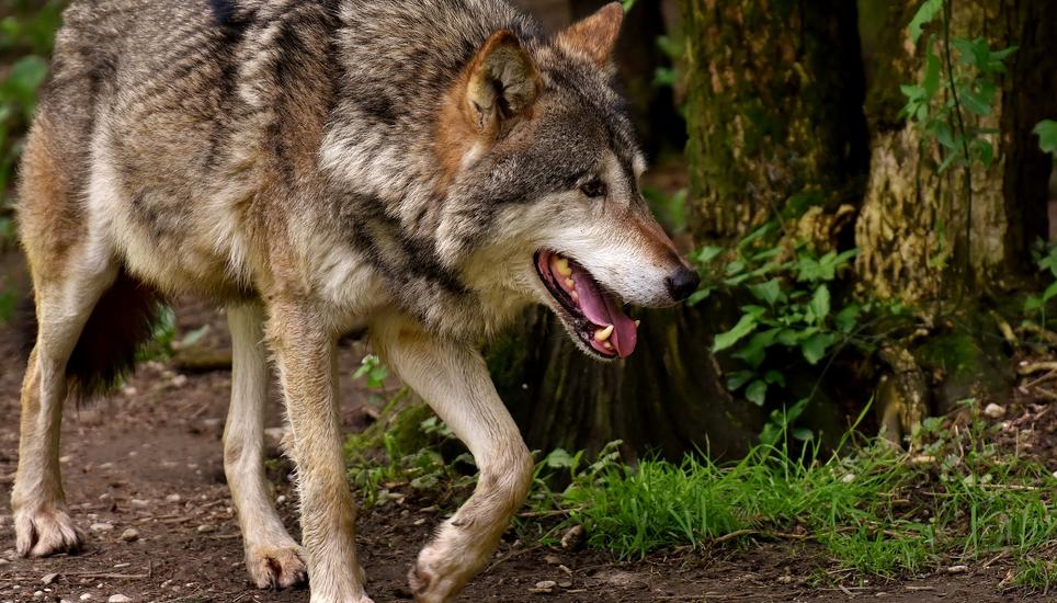 Laut Thurgauer Staatskanzlei befand sich der Wolf in einem gesundheitlich schlechten Zustand. Symbolbild: Pixabay