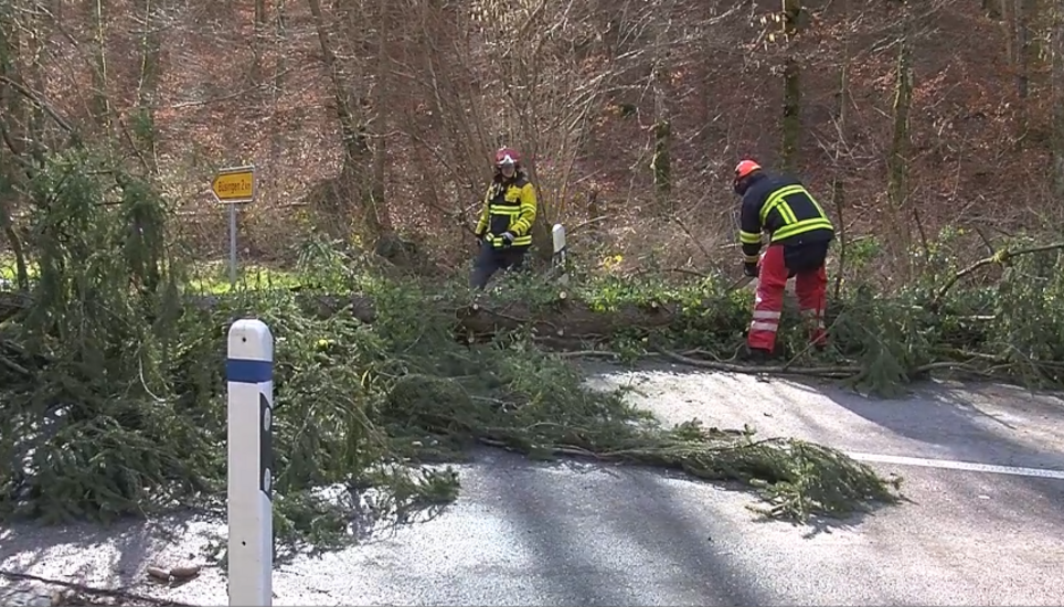 Nach «Sabine»: Einige Einsatzkräfte waren damit beschäftigt, das Sturmholz aus dem Weg zu räumen. Bild: Schaffhauser Fernsehen