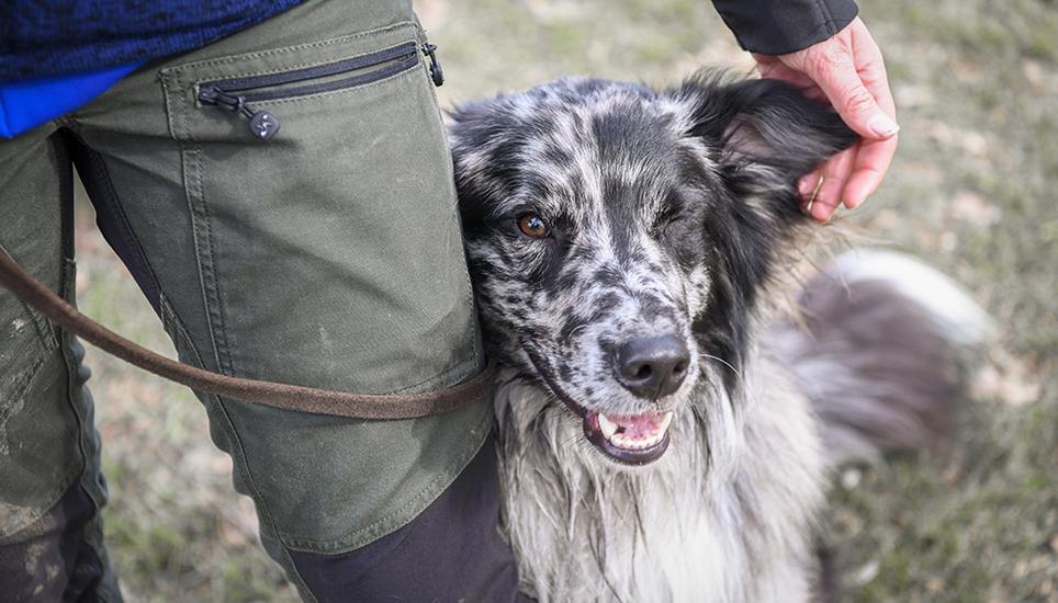 Auch die Hunde hatten sichtlich Freude am Anlass. Bild: Melanie Duchene