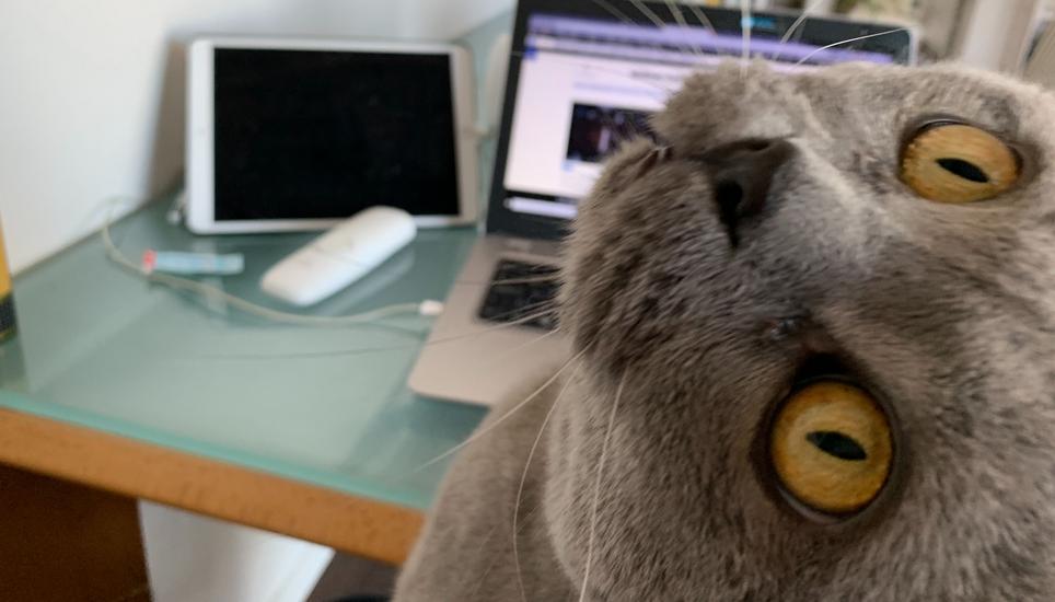 Freut sich, dass Herrchen öfter schmusen kann: Der Britisch-Kurzhaar Kater Toody. Bild: Ralph Denzel