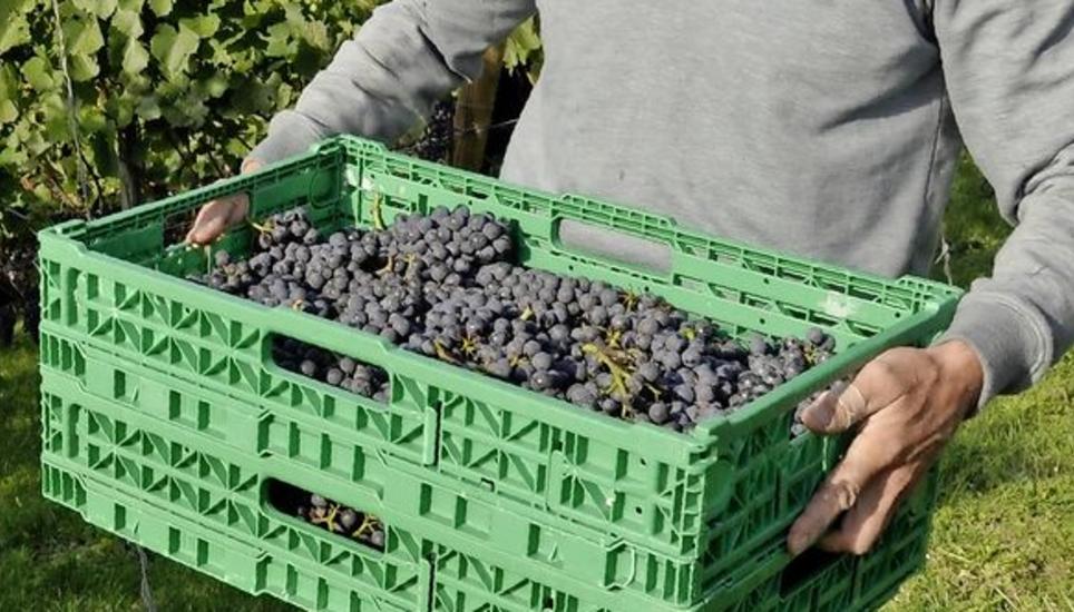 Bildschöne Blauburgundertrauben des Jahrgangs 2019, dessen erste Weine jetzt in den Verkauf kommen. Bild: Ulrich Schweizer