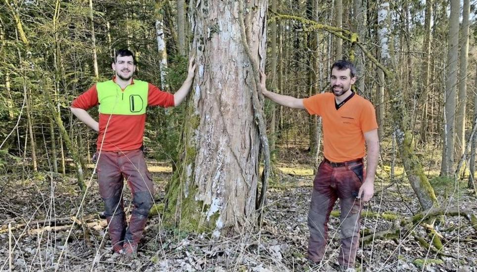 Die beiden Forstwarte Simon Tenger (links) und Marco Tognella neben dem noch stehenden Bergahorn. Bild: Lucas Zollinger