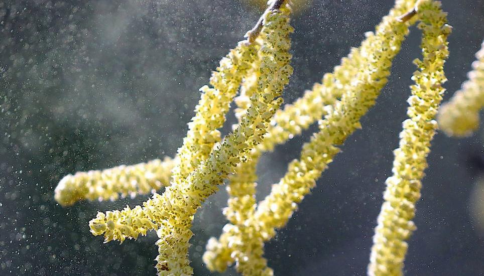 Pollen können viele Allergiker und Allergikerinnen stark zusetzen. Symbolbild: Pixabay