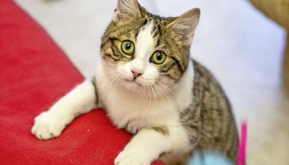 «Beim Menschen sind keine Krankheitssymptome bekannt, die von einem Katzen-CoV verursacht werden», sagt Hans Lutz, emeritierter Professor der Veterinärmedizin. Bild: Roberta Fele