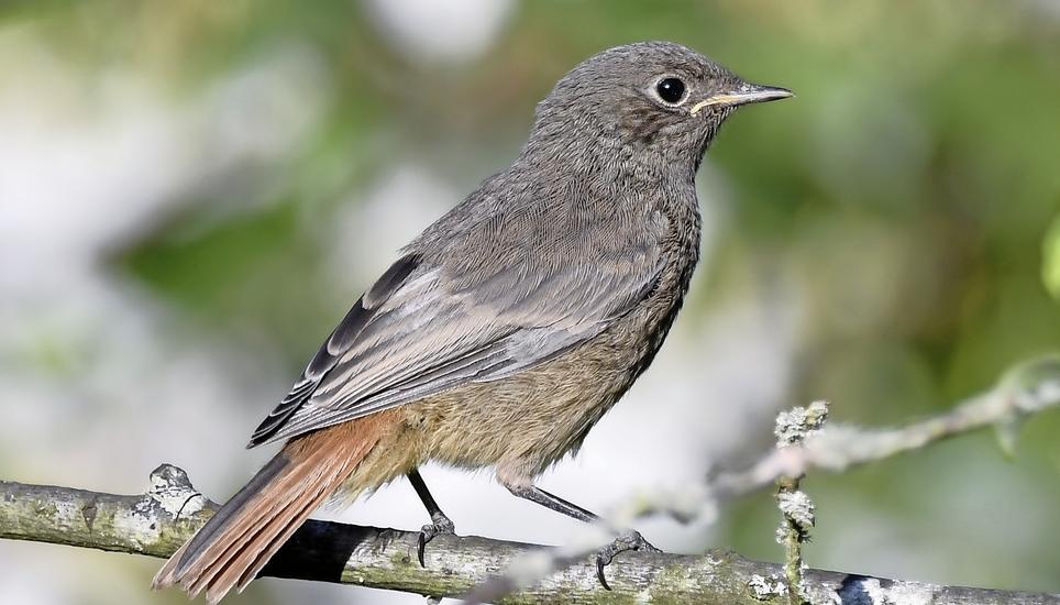 Trotz seines Namens eigentlich ein Vogel der Berge: Hausrotschwanz. Bild: Urs Vetterli
