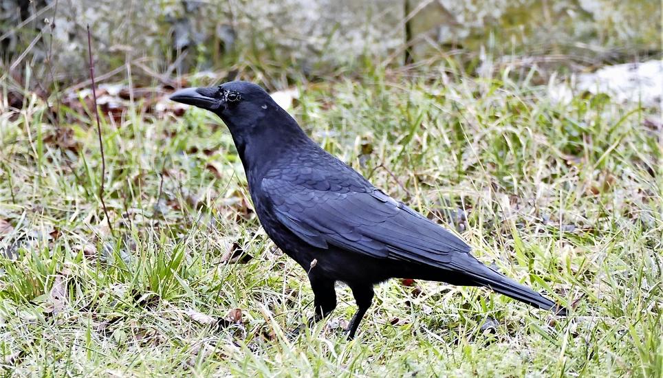 Die Tiere können das Virus ausscheiden, ohne sichtbar zu erkranken.