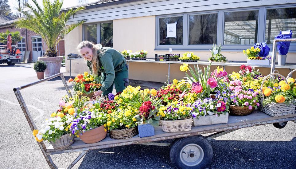 Melanie Rüegg vom Blumenladen der Stadtgärtnerei ist nicht im Homeoffice. Im Hintergrund warten grüne Bestellungen auf ihre Abholung. Bild: Melanie Duchene