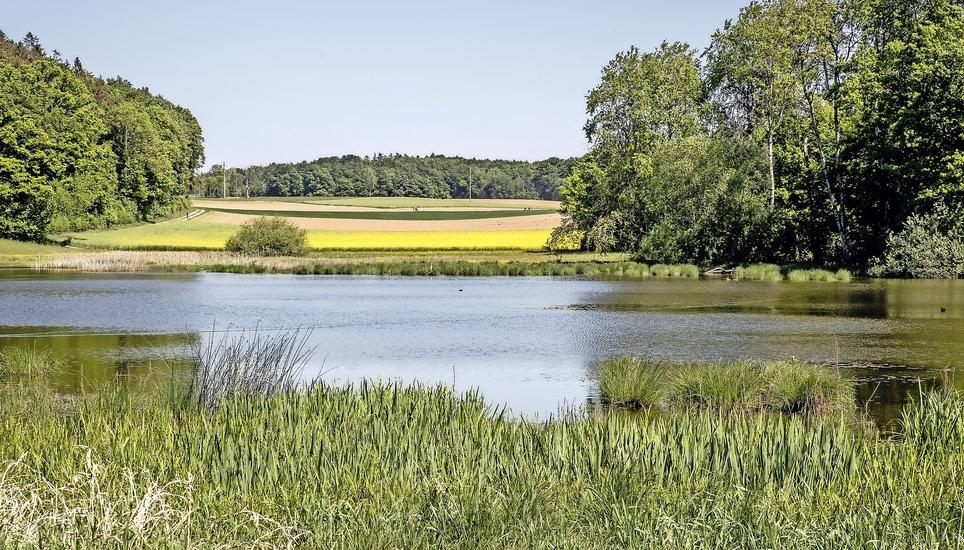 Der idyllische Morgetshofsee in Thayngen stammt aus der letzten Eiszeit und ist ein Naturschutzgebiet. Er ist Lebensraum für eine Vielzahl von Amphibien und Wasservögeln. Bilder: Roberta Fele