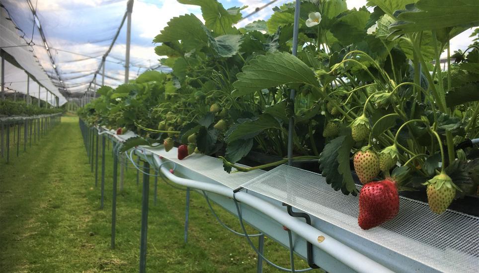 Neuheit: Die sogenannten Stellagen ermöglichen es, die Erdbeeren im Stehen zu ernten. Bild: Radio Munot