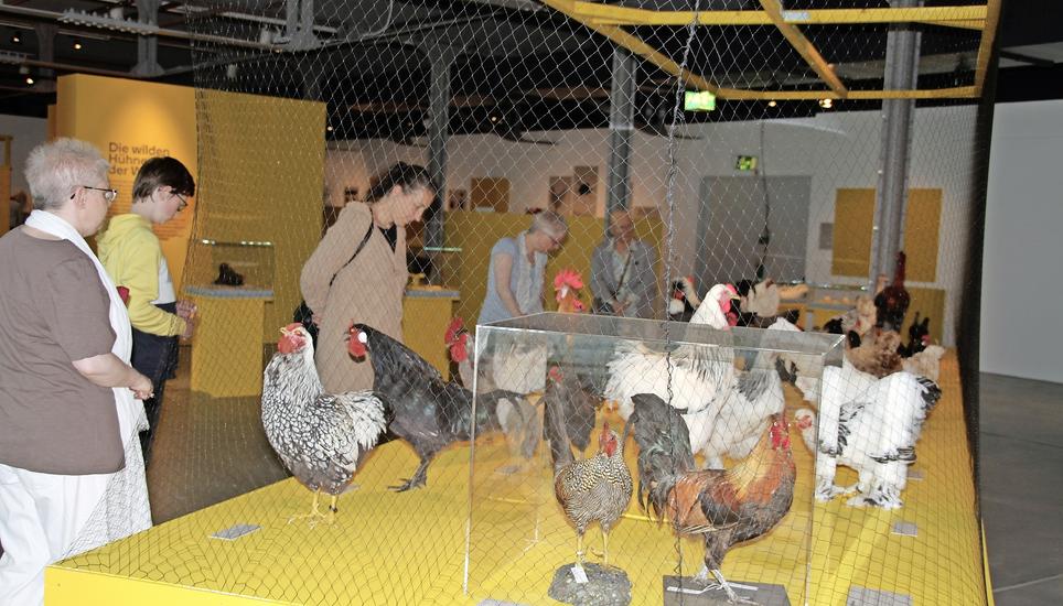 Hinter einem Netz präsentieren sich die Hühner im Museum Allerheiligen den Besucherinnen und Besuchern der Ausstellung «Hühner – unterschätztes Federvieh». Bilder: Corinna Fendt