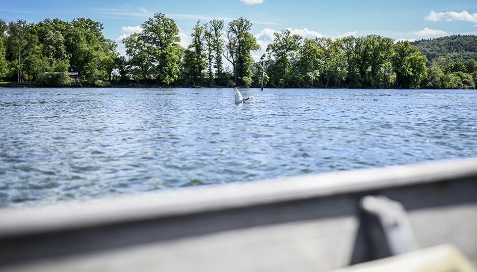Dem Schwan scheint der sich langsam erwärmende Rhein auch zu gefallen. Bild: Melanie Duchene