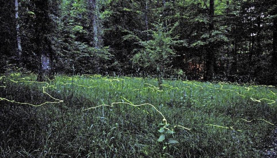 Die Glühwürmchen beim Waldfriedhof locken viele Besucher an. Archivbild: Zeno Geisseler
