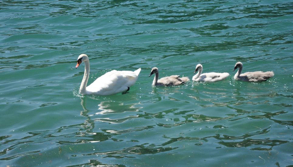 Auch diese Schwanenfamilie geniesst das schöne Wetter. Bild: Lucas Zollinger