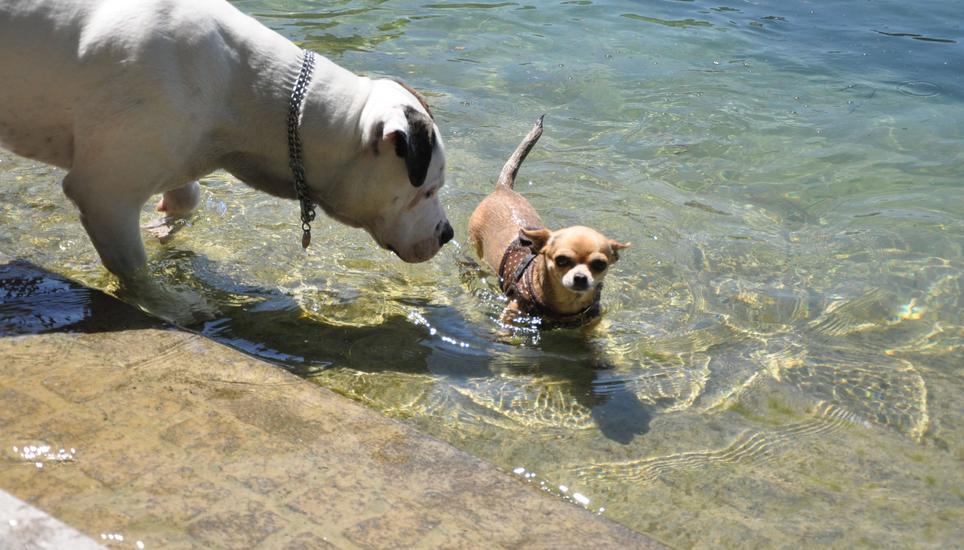 Unter strenger Beaufsichtigung von XXL-Bulldogge Ares wagt sich die Chihuahua-Hundedame Diva ins kühle Nass. Die Vierbeiner spüren, dass der Sommer in Schaffhausen angekommen ist. Bild: Lucas Zollinger