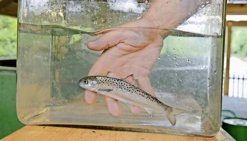 Patrick Wasem gelang es, in der Neuhauser Fischzuchtanstalt eigenen Lachs zu produzieren. Auf dem Bild aus dem Jahr 2018 ist ein Lachsjährling zu sehen. Bild: Selwyn Hoffmann