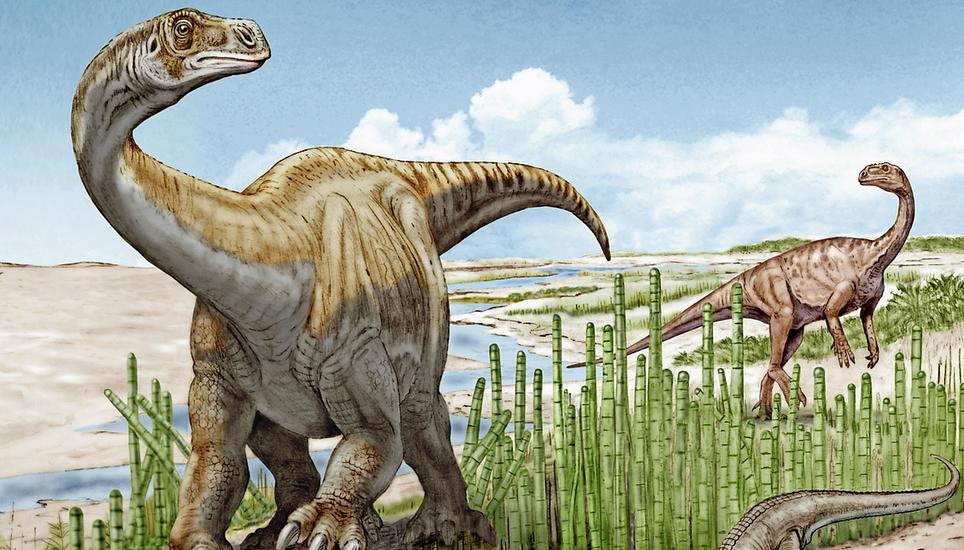 Der robuste, auf vier Beinen gehende Dinosaurier Schleitheimia vor einem kleineren, auf den Hinterbeinen gehenden Plateosaurus. Bild: Beat Scheffold