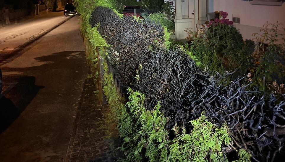 So sah die Hecke an der Abendstrasse aus, nachdem das Feuer gelöscht werden konnte. Bild: SHPol