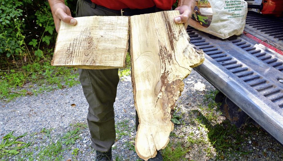 In diesem Holzanschnitt einer Esche ist der Pilzbefall gut erkennbar. Teilweise sieht das Holz gesund aus – einige Zentimeter weiter ist es befallen. Bilder: Larissa Ruh