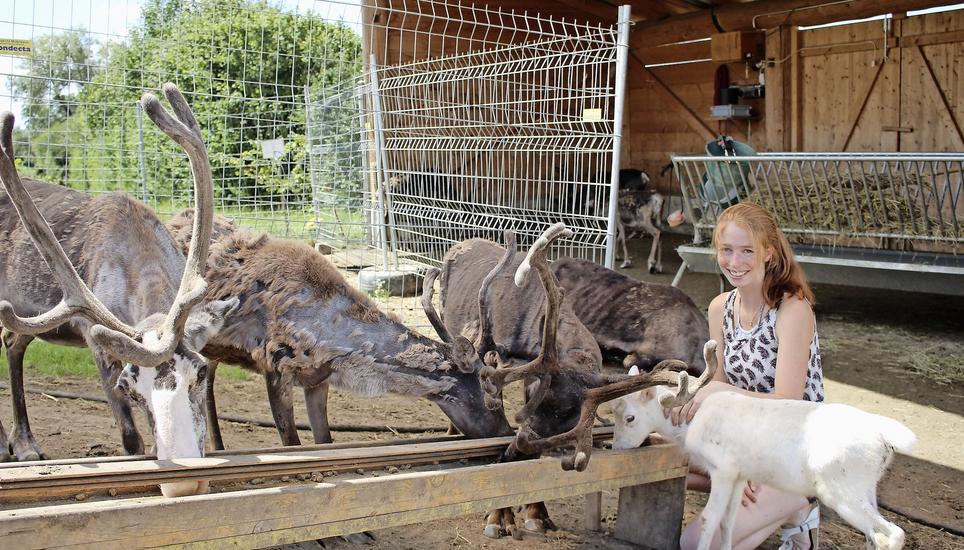 Rentiere statt Rothirsche: Salome Fürst inmitten ihrer vierbeinigen Freunde. Bild: Sonja Werni