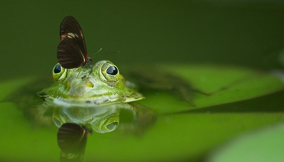 Die Sanierung des künftigen Naturschutzgebiets soll rund 760'000 Franken kosten. Symbolbild: Pixabay