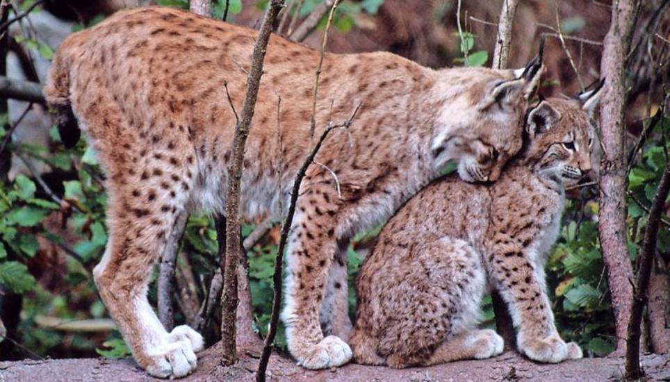 Im Hinblick auf den Umgang mit den Schweizer Wildtieren stellt sich Barbara Gehring folgende Frage: «Wie können wir verlangen, dass Elefanten und Tiger geschützt werden, wenn wir so mit unseren heimischen Wildtieren umgehen?» Bild: WWF