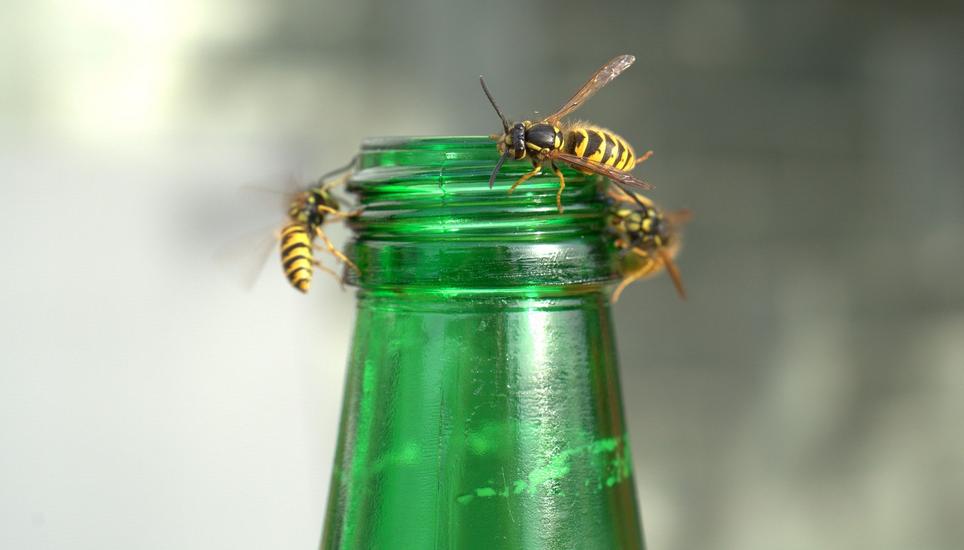 Im August werden die Wespen besonders penetrant. Bild: Pixabay