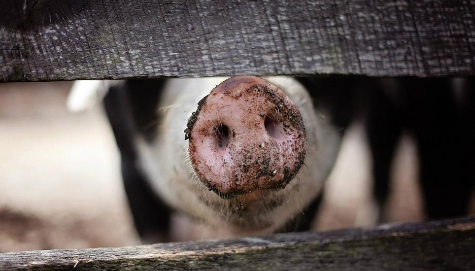 Die Aktivisten besetzten einen Schweinestall in Beringen. Nach fünf Stunden zogen sie aber wieder ab. Symbolbild: Pixabay