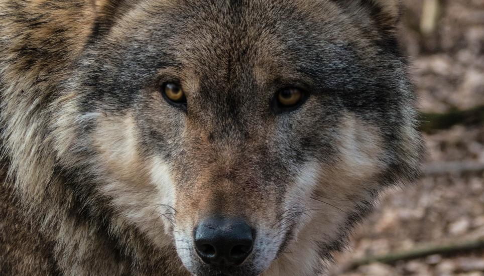 Der Wolf wurde im Zürcher Weinland gesichtet. Archivbild: Key