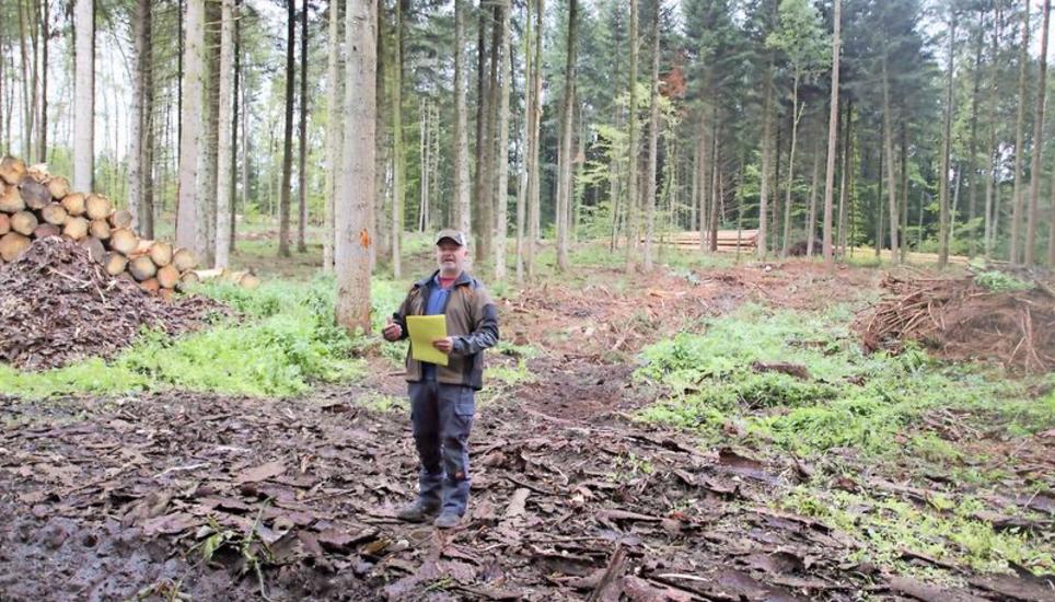 Forstverwalter Michael Ryser musste diesen Sommer im Thaynger Forstgebiet Neuhau und Schellenberg über 1000 Kubikmeter Käferholz fällen. BILD ROMÜ