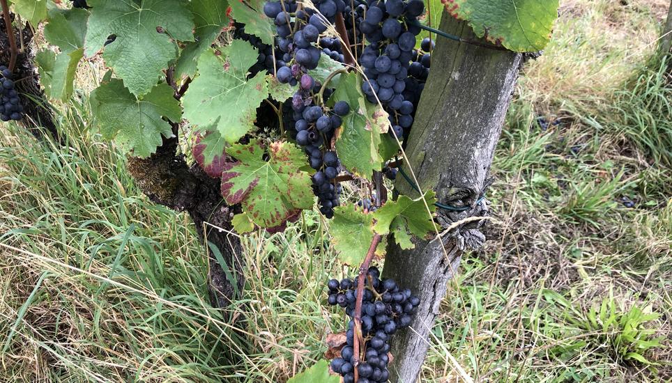 Neuerung in Flurlingen: Dieses Jahr setzt man auf biodynamischen Anbau. Bild: Radio Munot