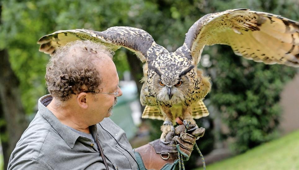 Lässt sich gerne zweimal bitten, bis es losfliegt: Uhu-Männchen Nele Auge in Auge mit Falkner Christoph Küpfer. Bild: Michael Kessler
