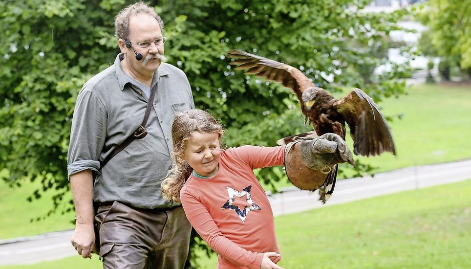 Als eine der ersten versucht sich diese junge Zuschauerin als Falknerin. Die Landung des Wüstenbussards gelingt – Ruhe bewahren braucht bei dieser Flügelspannweite noch etwas Übung. Bild: Michael Kessler