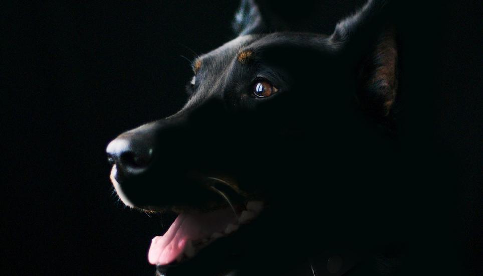 Der verletzte Hund musste nach dem Angriff in tierärztliche Behandlung gebracht werden.