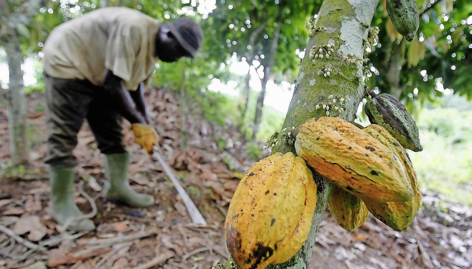 Ein Kleinbauer erntet in der Elfenbeinküste Kakaobohnen von den Bäumen. Bild: Key