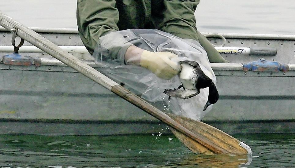 Am Rhein in Konstanz waren zwei am Vogelgrippe-Virus vereendete Vögel entdeckt worden.