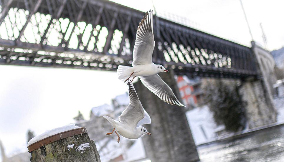 Bei einer Möwe aus Schaffhausen wurde die Vogelgrippe nachgewiesen. Archivbild: Melanie Duchene