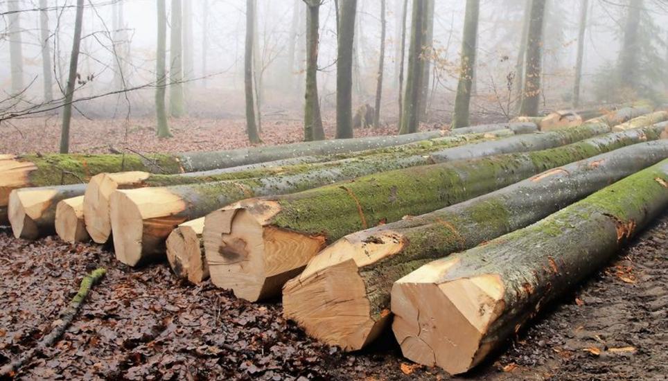 Frisch im Benkemer Forst geschlagenes Laubholz von der Buche als potenzielles Konstruktionsholz. Bild: Roland Müller