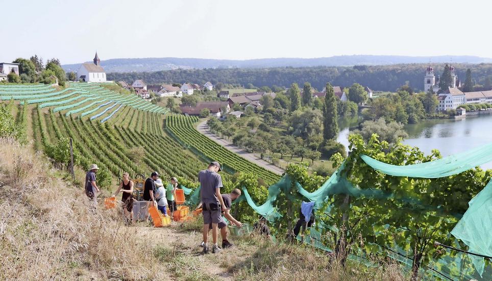 Die Weinlese am Steilhang, wie hier im Bild an der Reblage Chorb in Rheinau, fällt oft aufwendig und kostenintensiv aus. Der fortschreitenden Mechanisierung in der Weinbaubranche sind zum Teil enge Grenzen gesetzt. Bild: Roland Müller