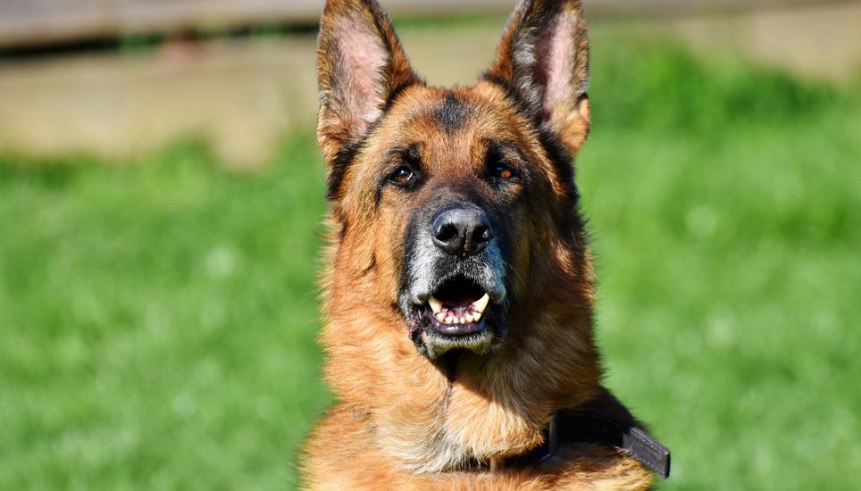 Beim Hund soll es sich um einen Deutschen Schäferhund oder eine ähnliche Rasse gehandelt haben. Symbolbild: Pixabay